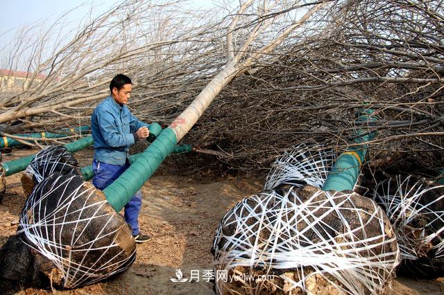 “買全國、賣全國”，濱州冬季苗木交易忙(圖1)