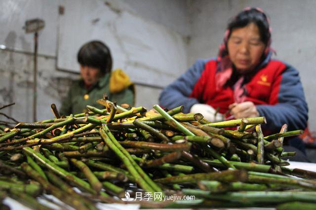 “買全國、賣全國”，濱州冬季苗木交易忙(圖2)
