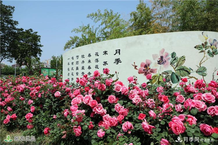 香飄九州，南陽月季何以花滿天下？(圖2)