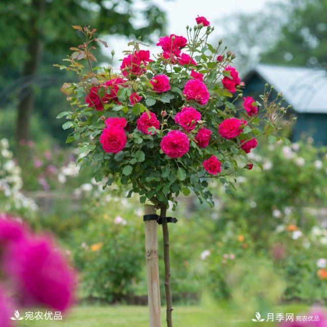 養(yǎng)花屆的新寵兒樹狀月季，南陽月季樹好不好養(yǎng)呢？(圖4)