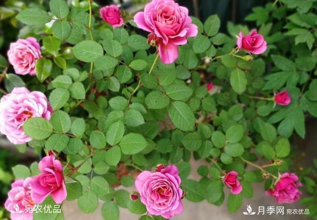 50種經(jīng)典月季品種全整理，南陽月季花開美爆了！一定要養(yǎng)(圖38)