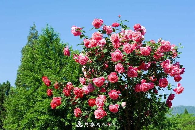 月季3年沒換土，新芽反而咻咻冒，花盆都裝不下！(圖2)