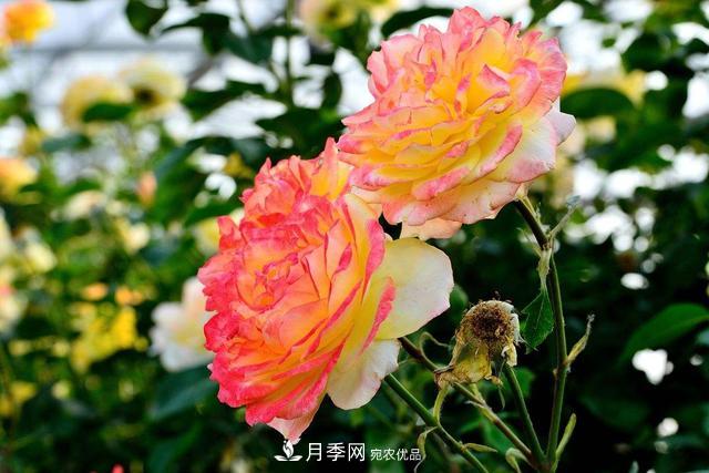 月季3年沒換土，新芽反而咻咻冒，花盆都裝不下！(圖3)