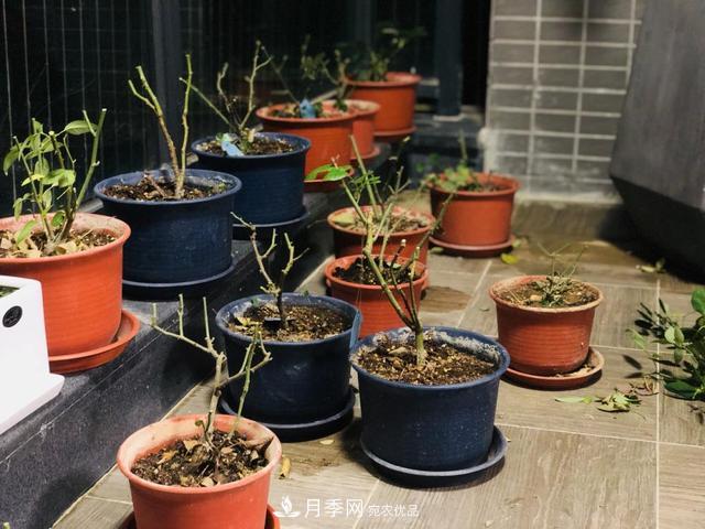 月季3年沒換土，新芽反而咻咻冒，花盆都裝不下！(圖5)