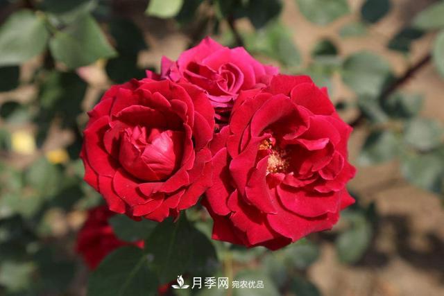 月季3年沒換土，新芽反而咻咻冒，花盆都裝不下！(圖4)