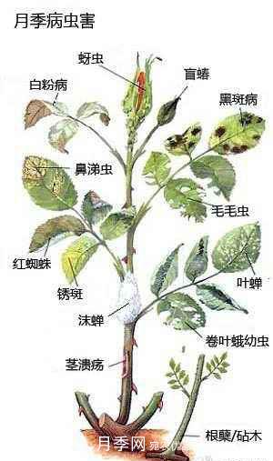 盆栽月季常見(jiàn)病蟲害防治(圖1)