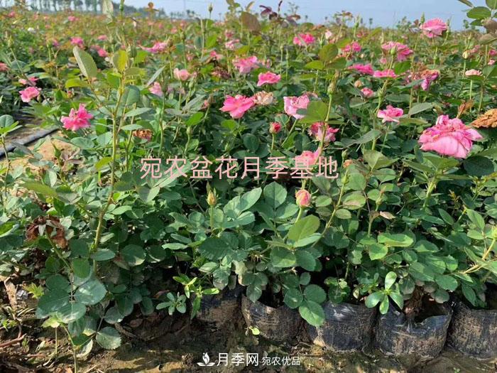 種植盆栽月季花用什么土好？(圖1)