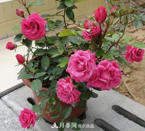 盆栽月季為什么越開越?。糠乐无k法有5點(圖1)