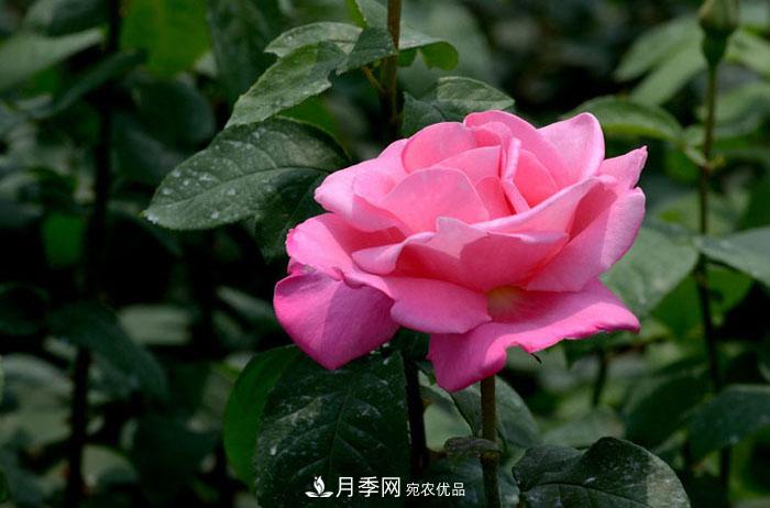 想要月季長(zhǎng)的好 養(yǎng)護(hù)千萬要避開這幾個(gè)“雷區(qū)”(圖1)
