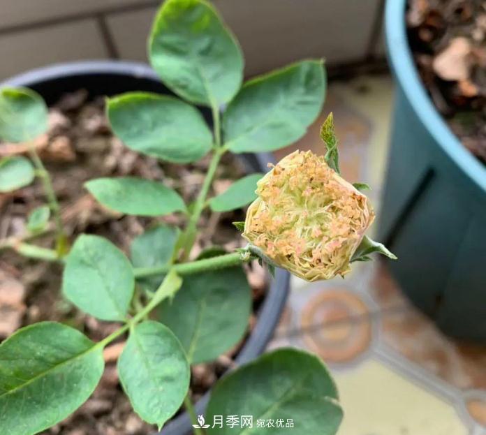 夏天月季需要遮陰嗎？(圖1)