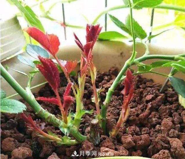 如何讓月季新芽多？4招“促芽”方法，秋天再來一大波(圖2)