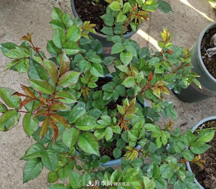 如何讓月季新芽多？4招“促芽”方法，秋天再來一大波(圖3)