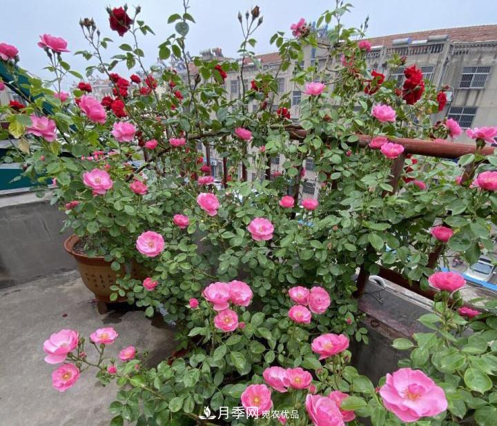 如何讓月季新芽多？4招“促芽”方法，秋天再來一大波(圖4)