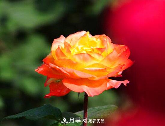 藤本月季有哪些好品種？我推薦這5個品種(圖4)