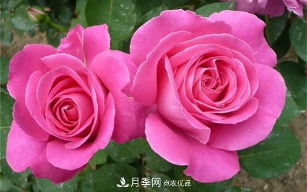 濃香月季**名，你知道是哪個(gè)月季品種嗎？(圖3)