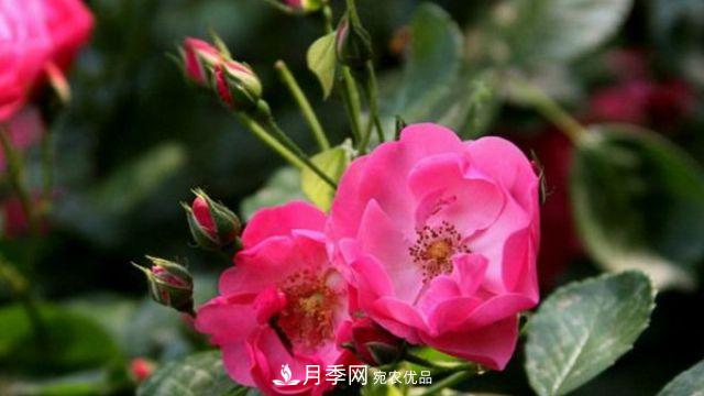 藤本月季的修剪辦法？(圖1)
