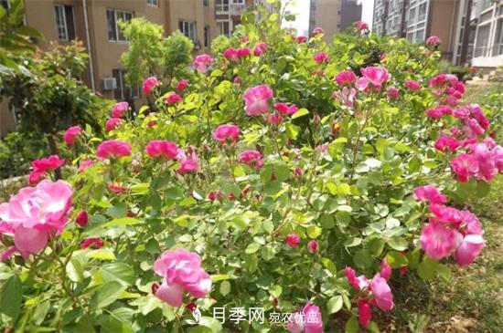 藤本月季怎么爬藤，修剪得當(dāng)正確牽引(圖1)
