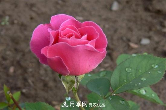 藤本月季怎么爬藤，修剪得當(dāng)正確牽引(圖2)