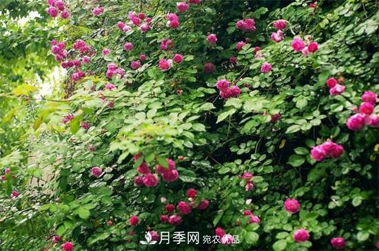 藤本月季怎么爬藤，修剪得當(dāng)正確牽引(圖3)