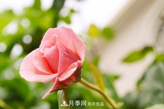 月季直接土插能生根嗎？扦插辦法(圖3)
