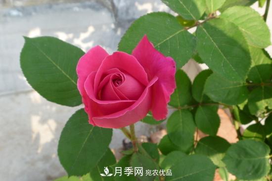 月季直接土插能生根嗎？扦插辦法(圖1)