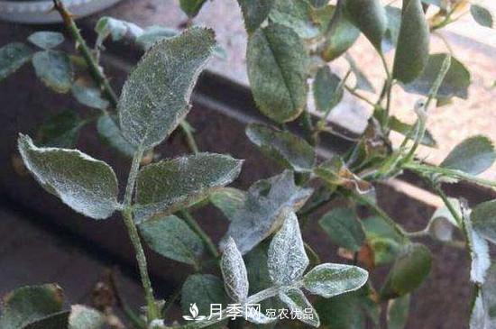 月季白粉病怎么治？月季白粉病的治療方法(圖1)
