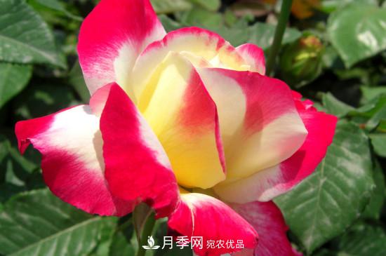 月季白粉病怎么治？月季白粉病的治療方法(圖2)