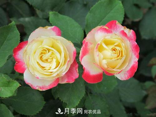 審美觀不同，哪些月季花品種是花友公認必備的？(圖1)