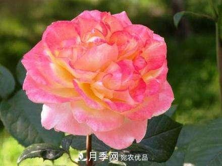 審美觀不同，哪些月季花品種是花友公認必備的？(圖2)
