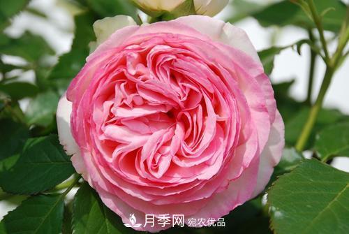 審美觀不同，哪些月季花品種是花友公認必備的？(圖4)
