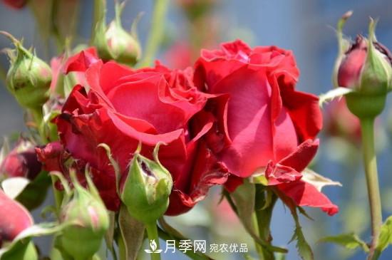 夏天月季多久澆水？(圖2)