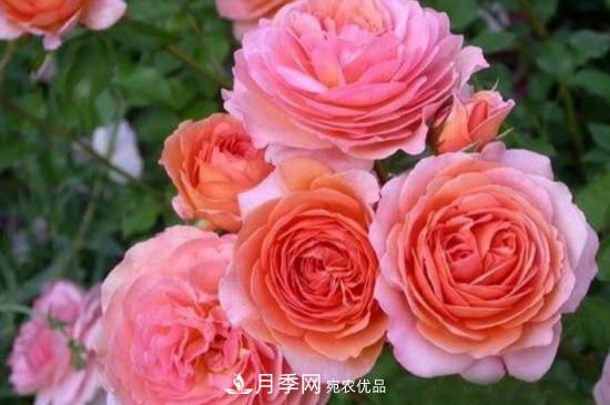 月季上有蜘蛛網(wǎng)怎么辦？解決辦法(圖1)