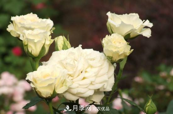 月季上有蜘蛛網(wǎng)怎么辦？解決辦法(圖2)