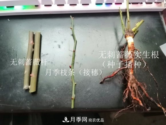 樹狀月季嫁接詳細教程，輕松養(yǎng)出月季樹！(圖3)