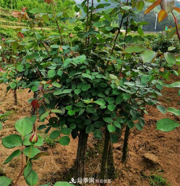 樹狀月季嫁接詳細教程，輕松養(yǎng)出月季樹！(圖1)