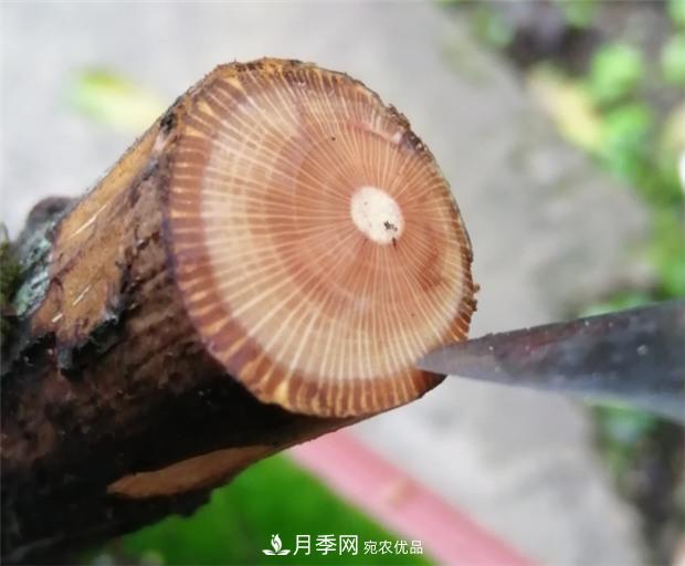 樹狀月季嫁接詳細教程，輕松養(yǎng)出月季樹！(圖2)