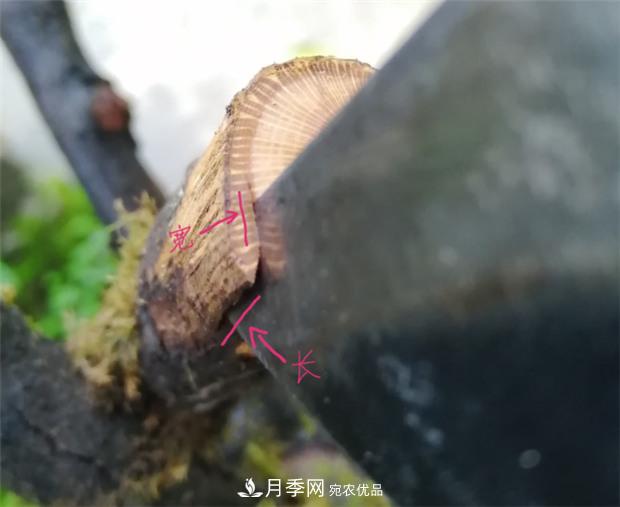 樹狀月季嫁接詳細教程，輕松養(yǎng)出月季樹！(圖5)
