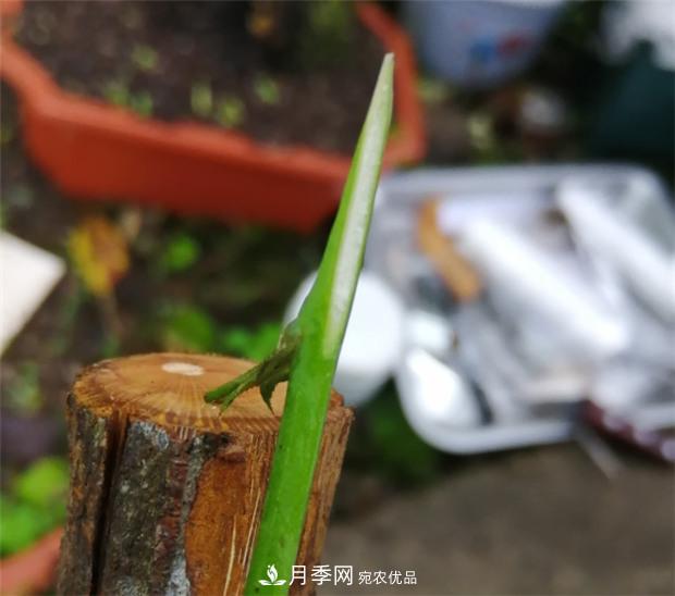 樹狀月季嫁接詳細教程，輕松養(yǎng)出月季樹！(圖6)