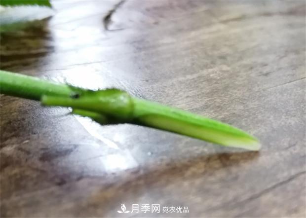 樹狀月季嫁接詳細教程，輕松養(yǎng)出月季樹！(圖7)