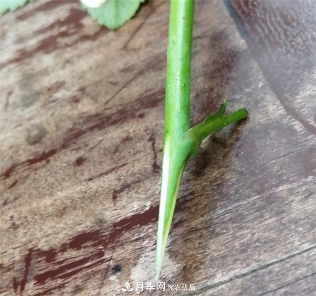 樹狀月季嫁接詳細教程，輕松養(yǎng)出月季樹！(圖8)