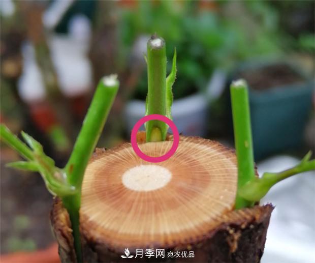 樹狀月季嫁接詳細教程，輕松養(yǎng)出月季樹！(圖9)