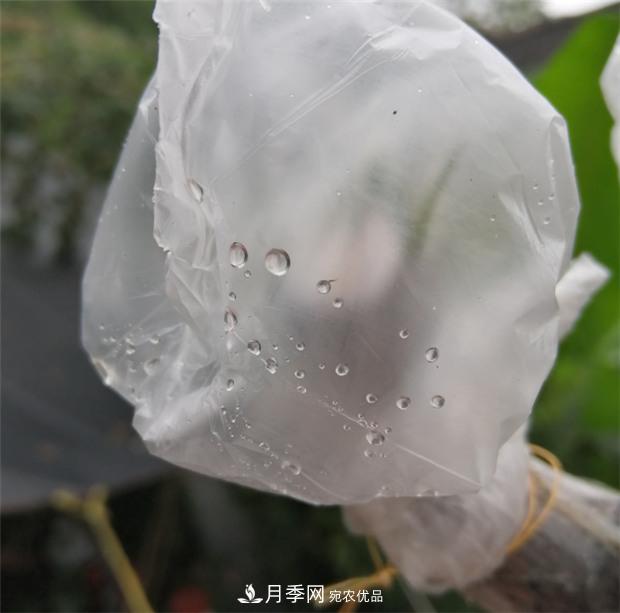樹狀月季嫁接詳細教程，輕松養(yǎng)出月季樹！(圖11)