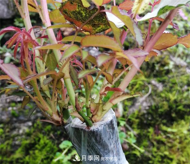 樹狀月季嫁接詳細教程，輕松養(yǎng)出月季樹！(圖12)
