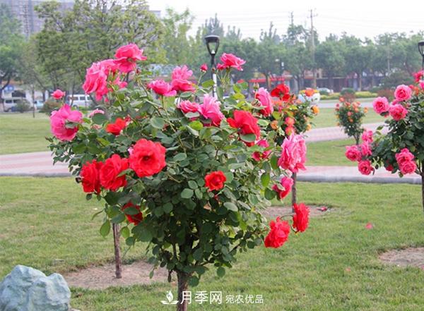 樹狀月季嫁接詳細教程，輕松養(yǎng)出月季樹！(圖13)