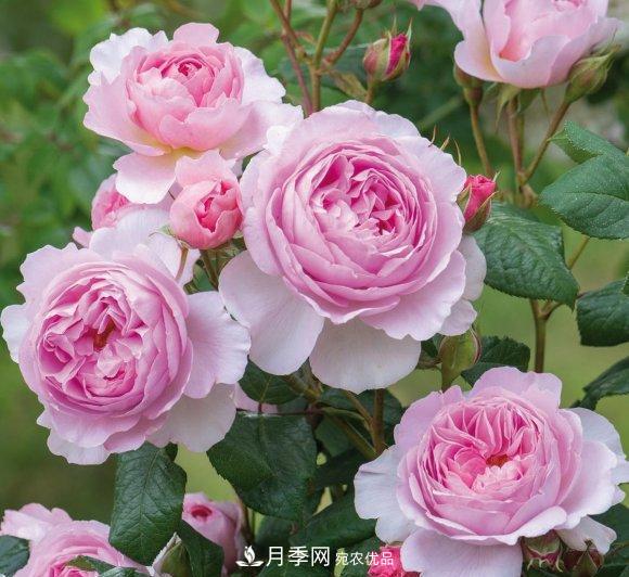 困難重重“養(yǎng)月季”，做好3點(diǎn)，你就是月季大神(圖7)