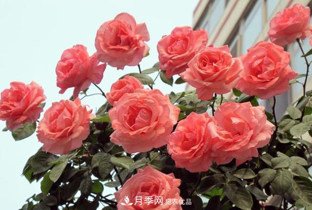 困難重重“養(yǎng)月季”，做好3點(diǎn)，你就是月季大神(圖1)