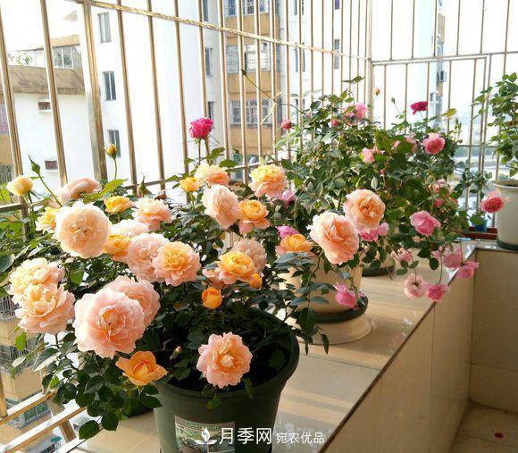 困難重重“養(yǎng)月季”，做好3點(diǎn)，你就是月季大神(圖4)