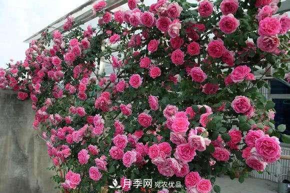 困難重重“養(yǎng)月季”，做好3點(diǎn)，你就是月季大神(圖3)