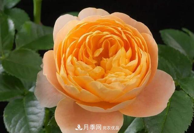 困難重重“養(yǎng)月季”，做好3點(diǎn)，你就是月季大神(圖2)