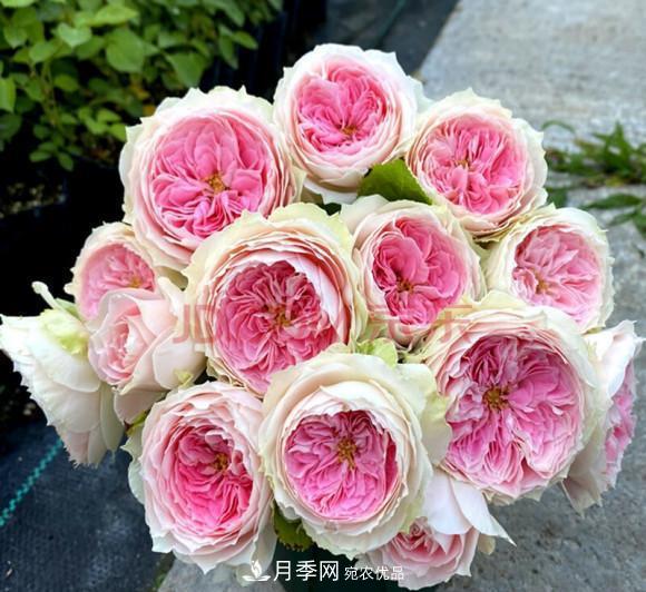 困難重重“養(yǎng)月季”，做好3點(diǎn)，你就是月季大神(圖9)